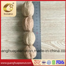 Walnut in Shell with New Crop and Good Quality